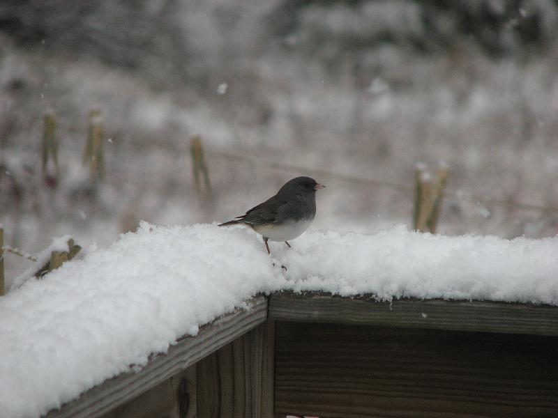 2008-12-07_First_Snow 061.jpg